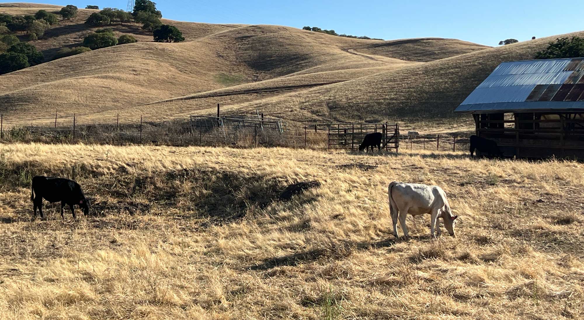 Lafosse Soap Co; Our Commitment To Purity