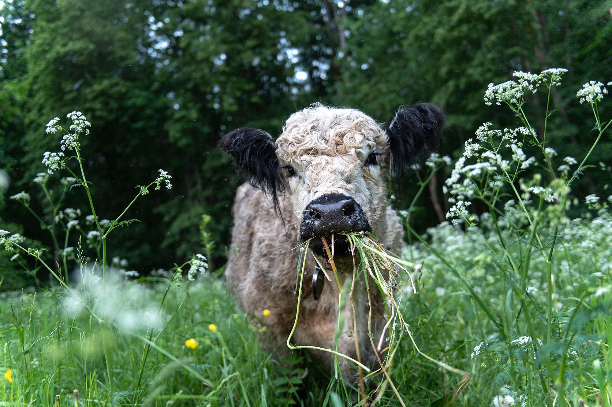 Grass-Fed and Finished Tallow Soap: Nourish Skin & Hair Naturally