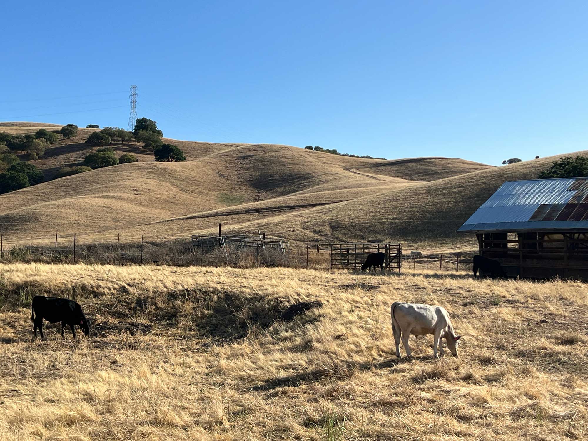 Cows grazing in a grass field with hills and a barn in the background.